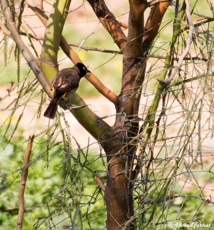 Sharhabil Bin Hasnah Ecopark Ξενοδοχείο Qulay'at Εξωτερικό φωτογραφία