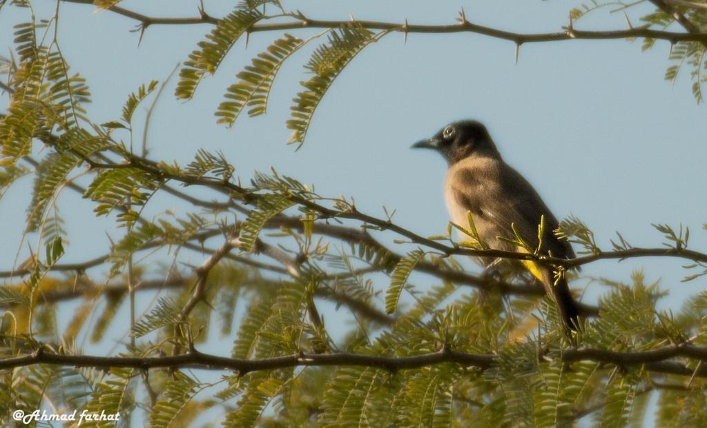 Sharhabil Bin Hasnah Ecopark Ξενοδοχείο Qulay'at Εξωτερικό φωτογραφία